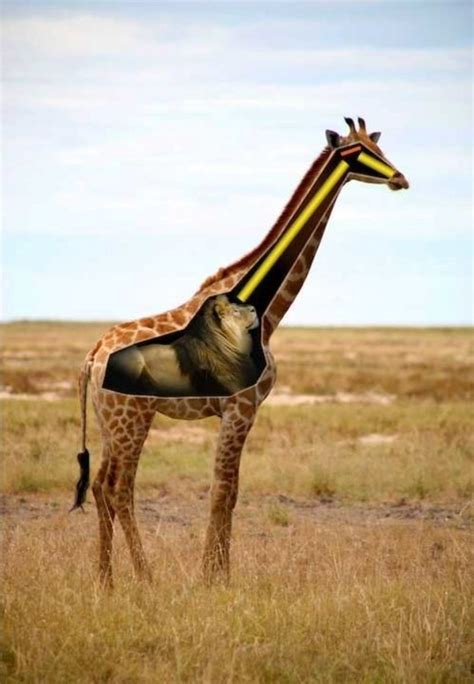 The Best Giraffe Memes Memedroid