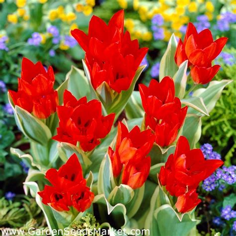 Nih saya tunjukin bagaimana cara menggambar bunga. Menakjubkan 29+ Gambar Bunga Tulip Tunggal - Gambar Bunga ...