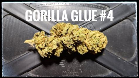 Strain Review Gorilla Glue 4 Youtube
