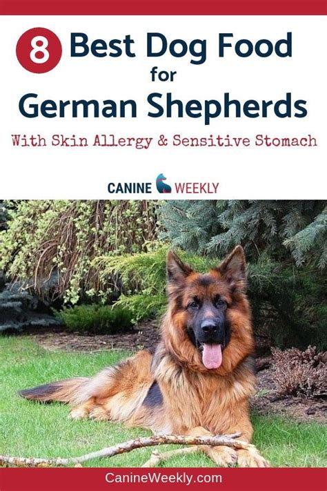 To Give Your German Shepherd The Best Chance At A Long Healthy And