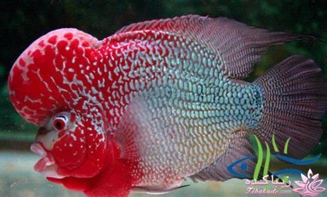 آکواریوم و نگهداری ماهیهای زینتی ماهی اوراتوس انواع ماهی های صفحه 1 زیباکده