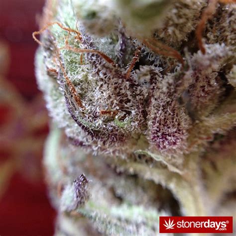 Nutra cleanse 10 day detox is among such products. Stoners Need Their Daily Nug - Stoner Pictures - Marijuana