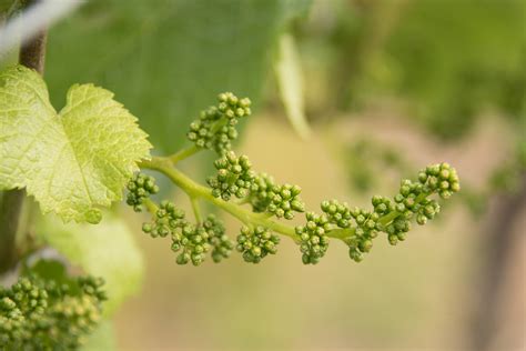 Grapevine Flowers About To Blossom The Vineyard Is Full Of Them