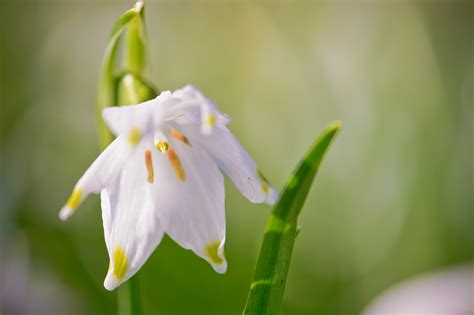 Close Up Photography Of White Snowdrop Flower Hd Wallpaper Wallpaper