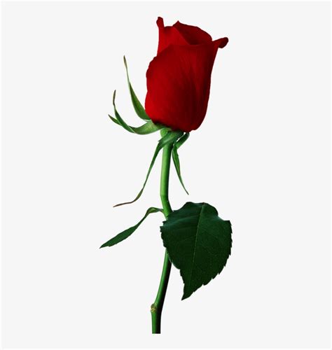 Stem Drawing Rose Bud Graphic Stock Red Rose Bud Png Transparent Png