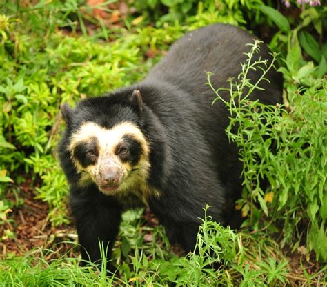 Spectacled Bear The Life Of Animals