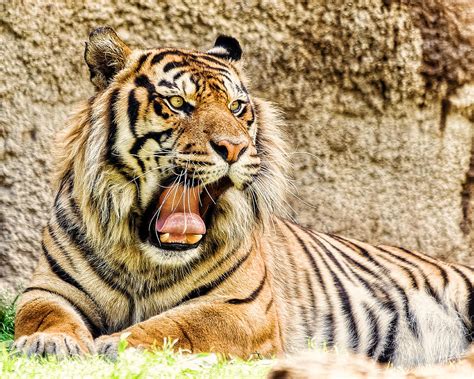 Yawning Bengal Tiger Photograph By Jon Woodhams Pixels