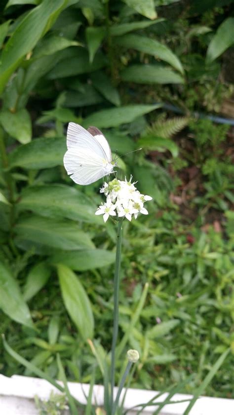 A White Butterfly Sitting On Top Of A Flower Next To Green Grass And