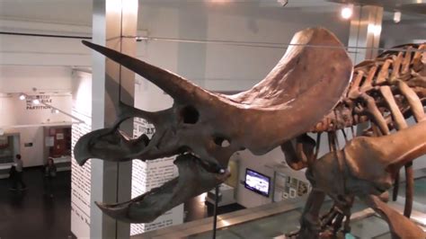 Triceratops Horridus Dinosaur Cast Belfast Ulster Museum Youtube