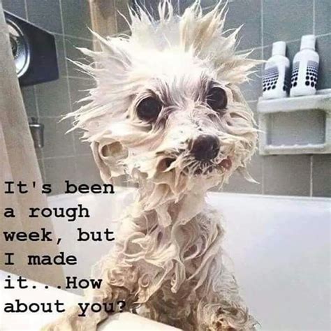 Its Been A Rough Week Funny Animal Pictures Cute Funny