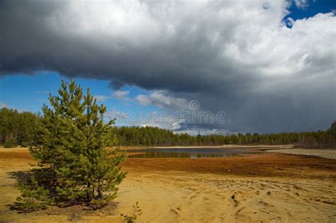 Young Pine Tree On The Sandy Beach Of A Forest Lake Stock Photo