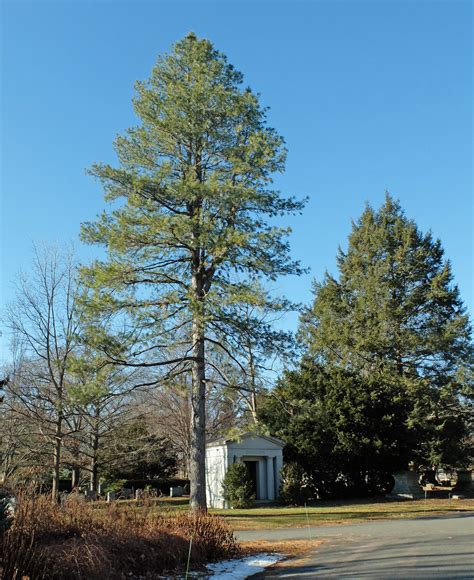 Himalayan Pine Pinus Wallichiana Mount Auburn Cemetery