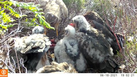 Duncantweedsthomas On Twitter Superb Footage Of A Hen Harrier Brood Thriving On A