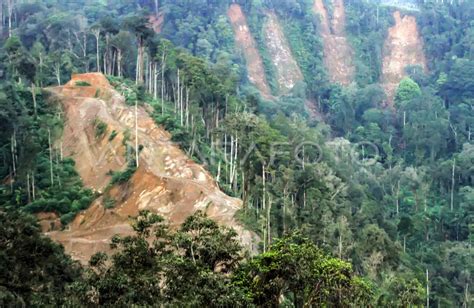 KERUSAKAN HUTAN PEGUNUNGAN DI ACEH ANTARA Foto