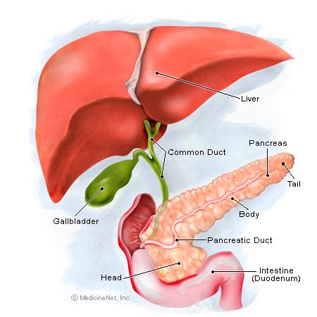 Diagram of liver gallbladder and pancreas. Attitude Therapy : December 2007