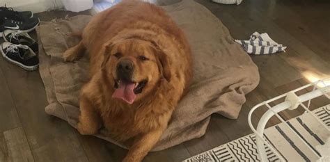 Obese Golden Retriever Makes Massive Weight Loss Transformation Oc