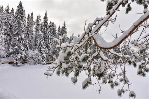 Winter In A Spruce Forest Spruces Covered With White Fluffy Snow