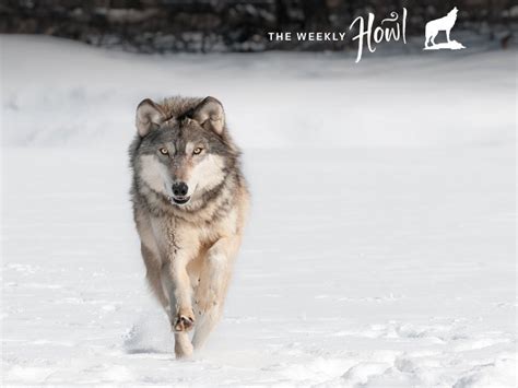 Congress Continues Its Quiet Attack On Wolves Earthjustice