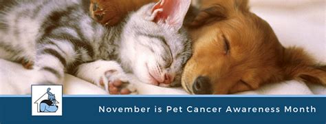 Top 10 Warning Signs Of Pet Cancer Johnson Ranch Animal Clinic