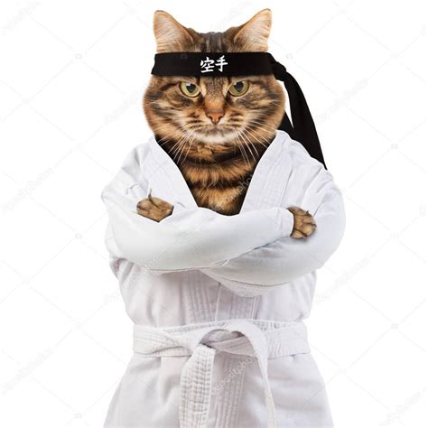 We have a full zoom schedule for students of all ages, and skill levels 6 days a week. Angry Cat Wearing Kimono Cat Fighter Engaged Karate ...