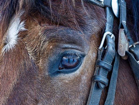 Jun 15, 2021 · im schnitt sind hierzulande etwa 1,2 prozent der hunde mit dem peitschenwurm trichuris vulpis befallen.in manchen europäischen hundezuchten sind es allerdings bis zu 30 prozent der hunde. West-Nil-Virus auf Pferd und Mensch übertragbar › Horseweb