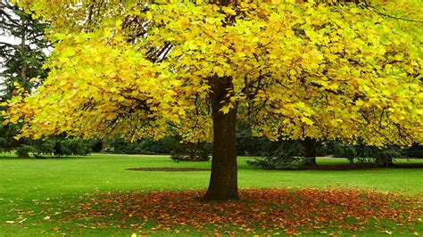 Autumn Hd Wallpaper With Yellow Leaves Tree Hd Wallpapers