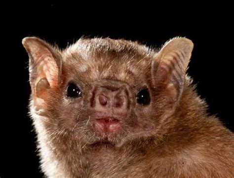 Vampire bat - I think it's cute! Also they're a nicer animal than the