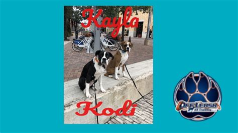 Rehoming my female boxer mix (12 months old) (san antonio ) pic. Boxer Puppies "Kodi & Kayla" | Puppy Transformation | San Antonio Dog Trainers - YouTube
