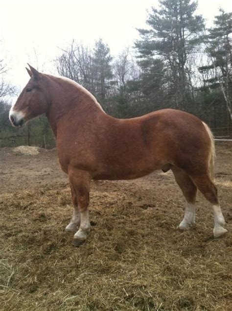 Bo is broke to all farm machinery. Belgian Draft Horse | Live to ride, ride to live | Pinterest