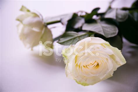 Two White Roses Stock Photo Royalty Free Freeimages