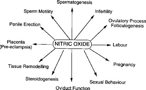 Figure From Role Of Nitric Oxide In The Biology Physiology And Pathophysiology Of