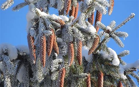 Pine Cones Winter Spruce Conifer Tree Snow Hd Wallpaper Peakpx