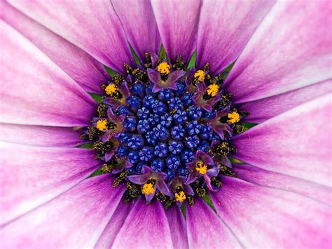 Macro Flower Photography Flower Pictures Art Subjects Pinterest