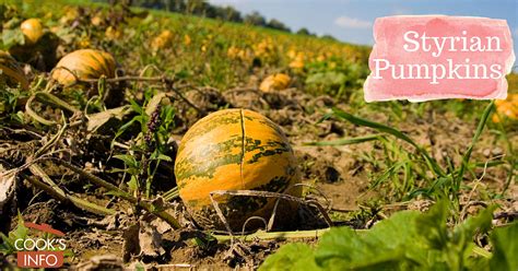 From mapcarta, the open map. Styrian Pumpkins - CooksInfo