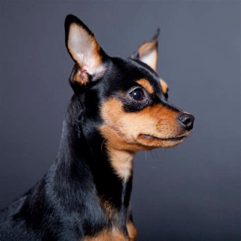 Chihuahua Pinscher Mix | Animals | Pinterest | Pup, Dog ...