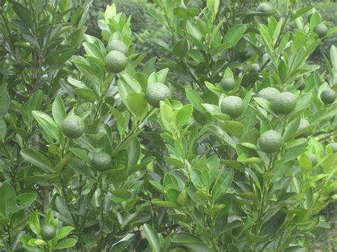 Yang berusaha encik mohd naseer bin 6 khasiat limau kasturi yang korang tak pernah tahu gegar. Limau Nipis Buah Seribu Guna - Agro Malaysia