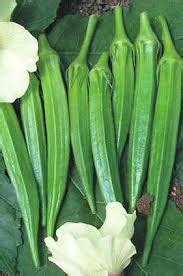 In northern areas, start seeds. Hy Okra seed Manufacturer in Gujarat India by Parul ...