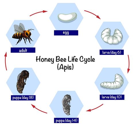 Cycle de vie des abeilles 297048 - Telecharger Vectoriel Gratuit