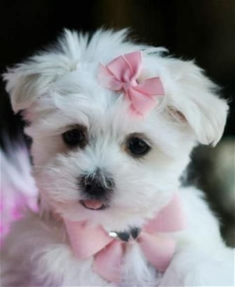Teacup morkies in florida teacup pomeranians, teacup shih tzus, teacup chihuahuas. Teacup Maltese Puppies Florida - Maltese puppies For Sale ...