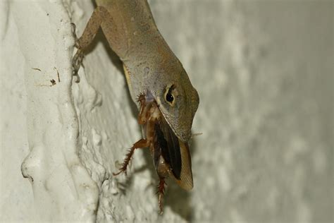 This may lead you to wonder what eats roaches and. Lizard Eating Cockroach | Flickr - Photo Sharing!