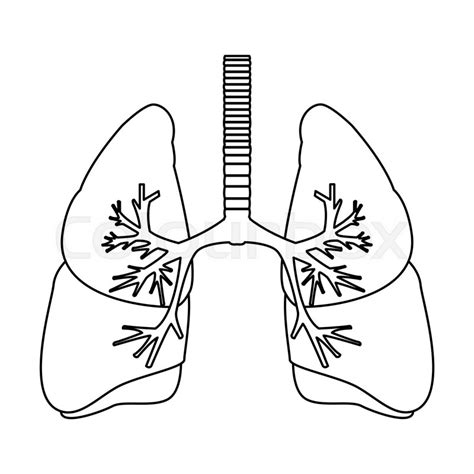 Human Lungs Anatomy Medical Organ Stock Vector Colourbox