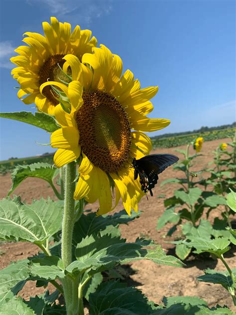 Wide open dove fields of view call for decoys, discipline - The Dispatch