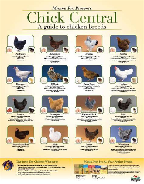 Olive Egger Breeding Chart