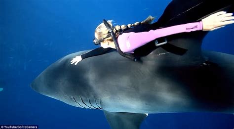 Ocean Ramsey The Chilling Moment A Fearless Diver Swims Directly Into