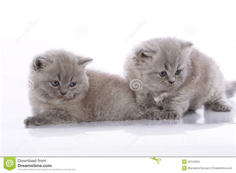 Two Cute Kittens Stock Photo Image Of Stares Breed