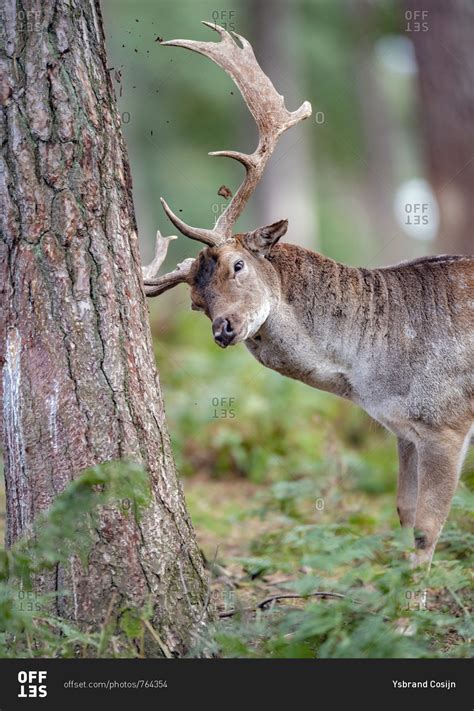 Characteristics of damage by wild deer, other wild mammals (including rabbits, hares, squirrels, mice, voles, edible dormice, moles and badgers) most mammal damage to trees is from either: Male deer rubbing his large antlers on a tree stock photo ...