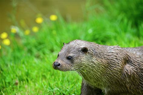 Otters On Riverbank In Lush Green Grass Of Summer In Sunlight