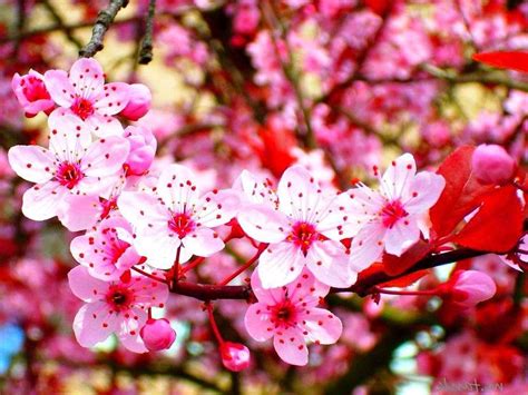 Paling Populer 15 Foto Foto Gambar Bunga Sakura Gambar Bunga Indah