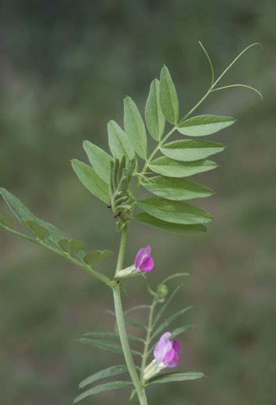 Purple Vetch Identification And Control Walter Reeves The Georgia