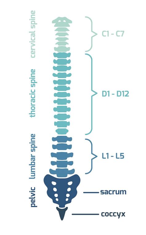 Backbone.js is a lightweight framework that lets us create single page applications in a structured manner. spine diagram #chiropractic #subluxation #chiropractic in ...